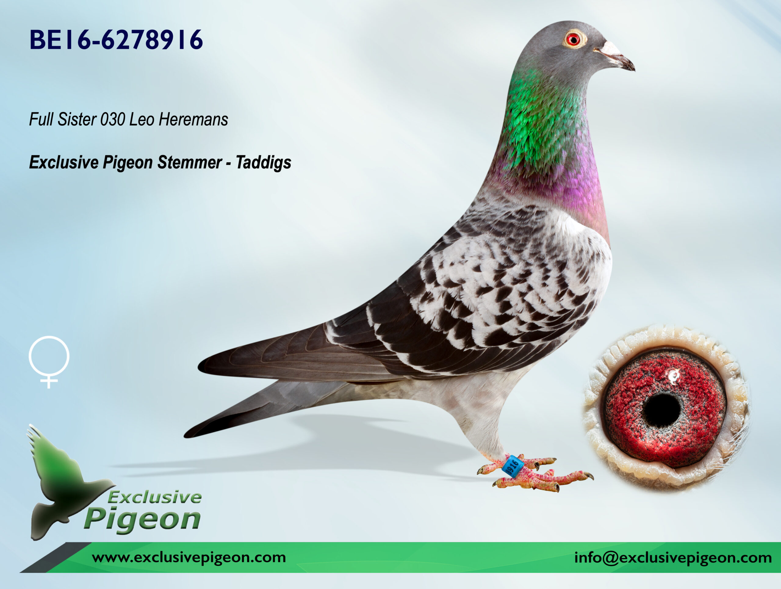 BE16-6278916 – exclusivepigeon.com